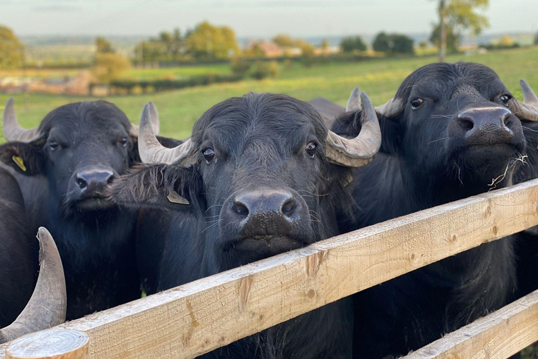 Discovering Buffalo at Oakley’s Farm